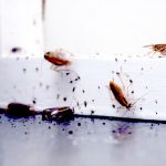 Gründe warum Kakerlaken ein Haus befallen